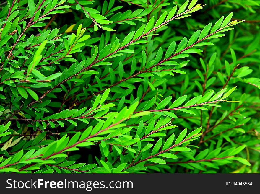 Tropical leaf texture, plant of Thailand