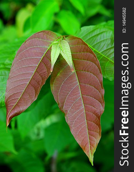 Tropical leaf texture, plant of Thailand