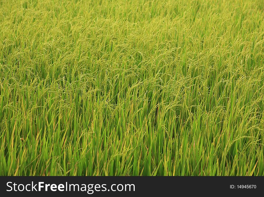 Rice field in a tropical country Thailand. Rice field in a tropical country Thailand