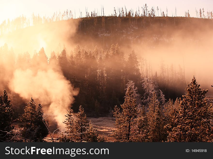 Misty forest with sunrise Yellowstone National Park, Wyoming, United States.