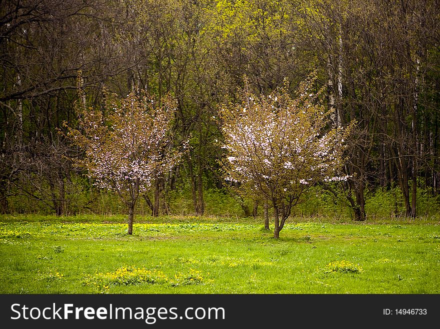 Two flowering cherry trees in the meadow in the spring. Two flowering cherry trees in the meadow in the spring