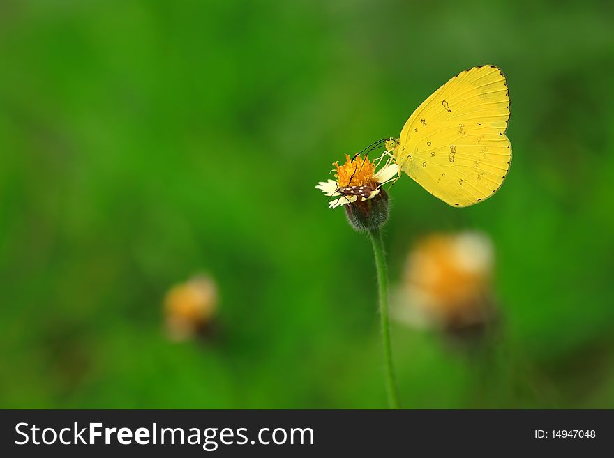 The Yellow Butterfly on flower with green background