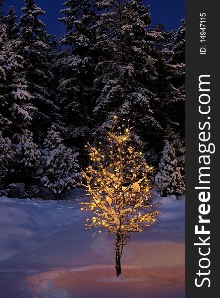 Illuminated small tree on snowy tranquil Christmas evening. Illuminated small tree on snowy tranquil Christmas evening