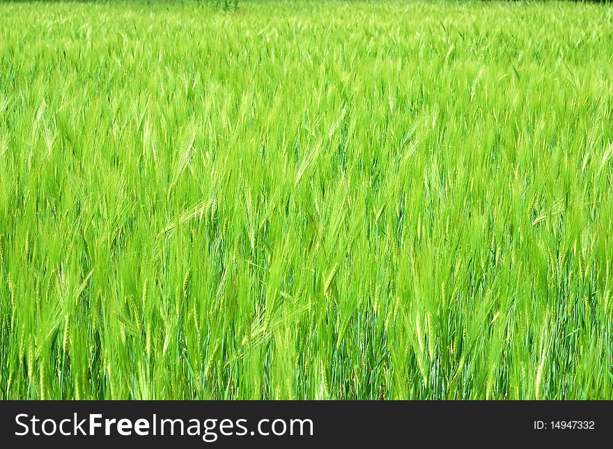 Young Vegetation On A Corn Field