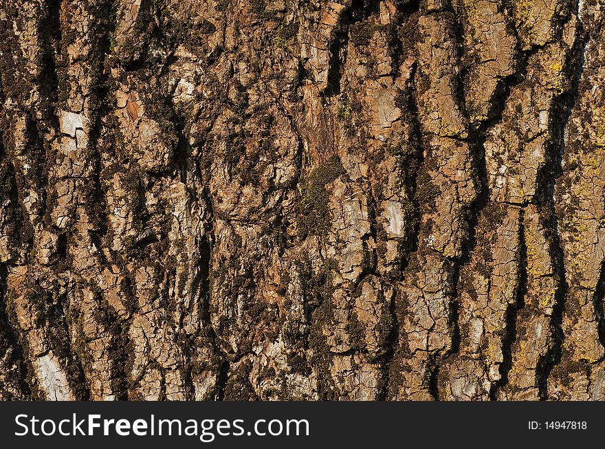 The structures of a tree bark of an alder. The structures of a tree bark of an alder