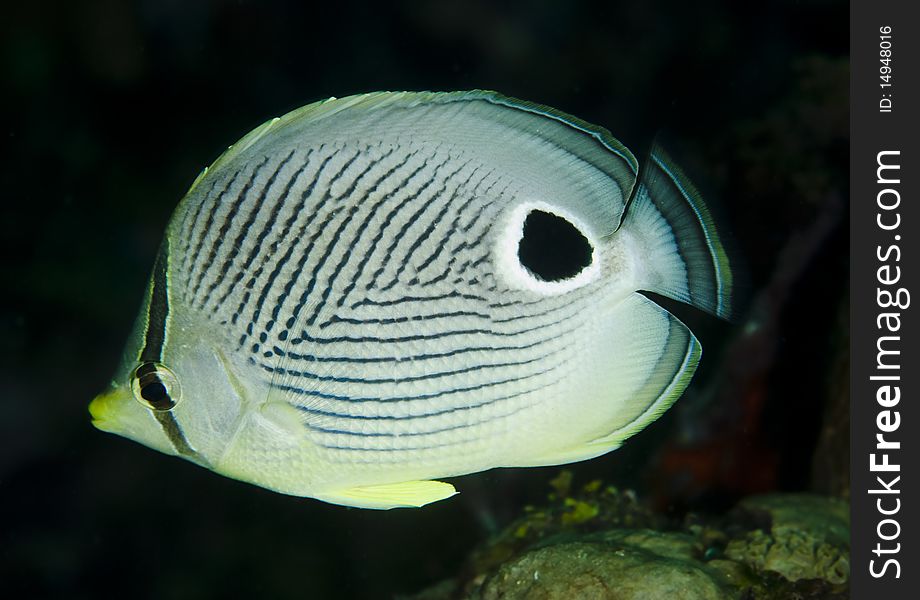 Close-up of a Foureye Butterlyfish in the Caribbean Sea. Close-up of a Foureye Butterlyfish in the Caribbean Sea