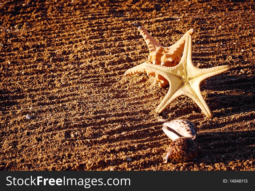 Starfishes and cockleshells on sand