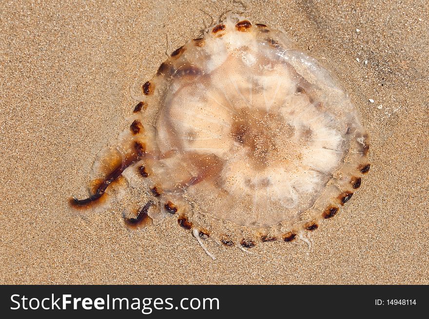 A brown jellyfish on the beach