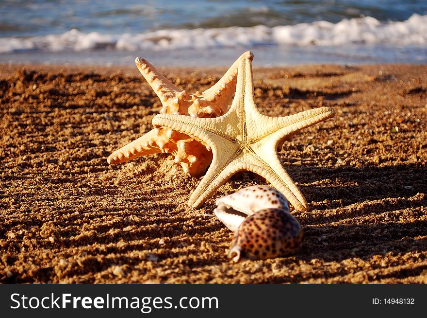 Starfishes and cockleshells on sand