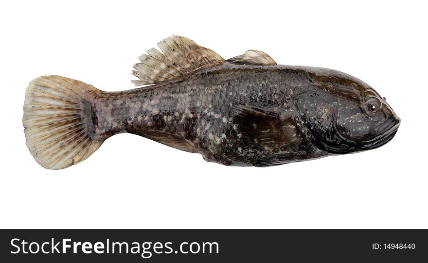 Predator freshwater fish. Chinese sleeper, Amur sleeper (Perccottus glenii) - freshwater fish of Odontobutidae family