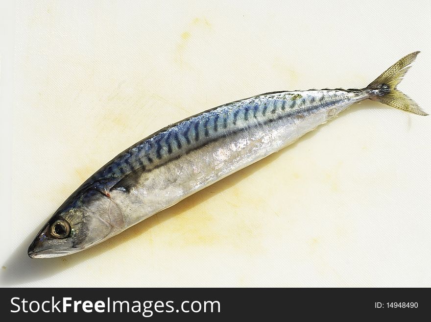 Mackerel isolated on white background