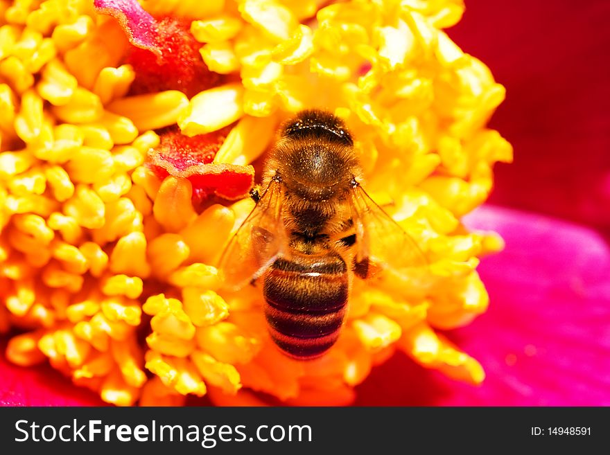 Close-up of bee on a flower. Close-up of bee on a flower