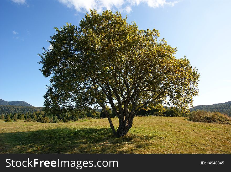 Landscape With Tree