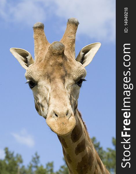 Giraffe head shot, Safari Zoo Park, Paris, France. Giraffe head shot, Safari Zoo Park, Paris, France