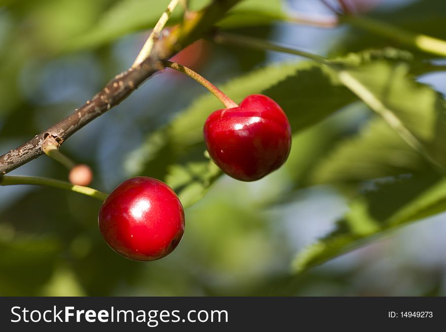 Pair of red cherry fruit on the tree.