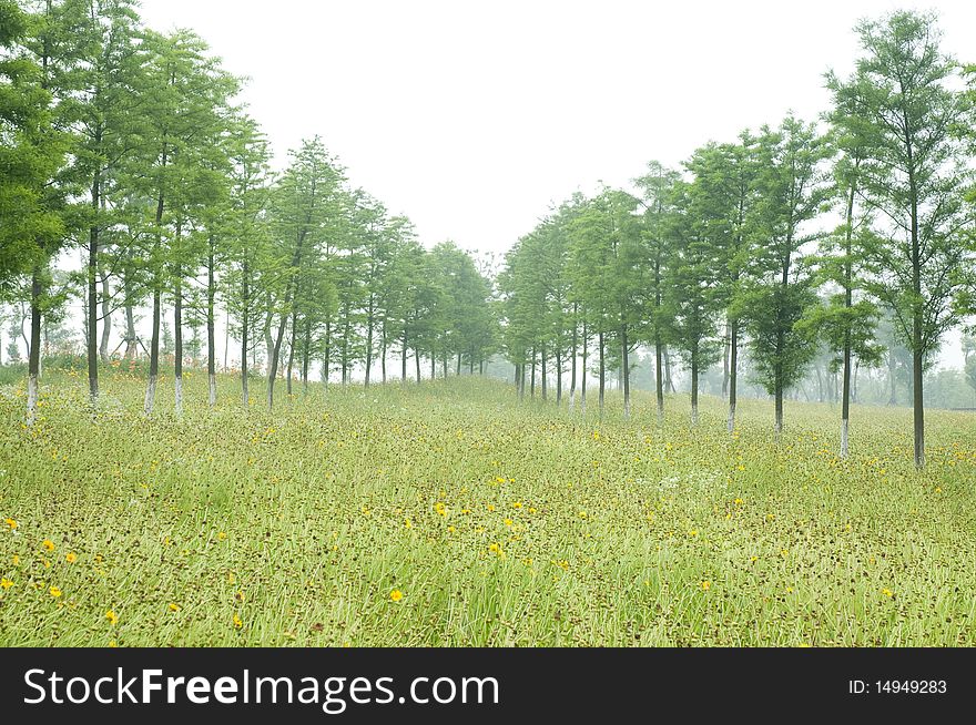 The flowers and the trees in the field. The flowers and the trees in the field