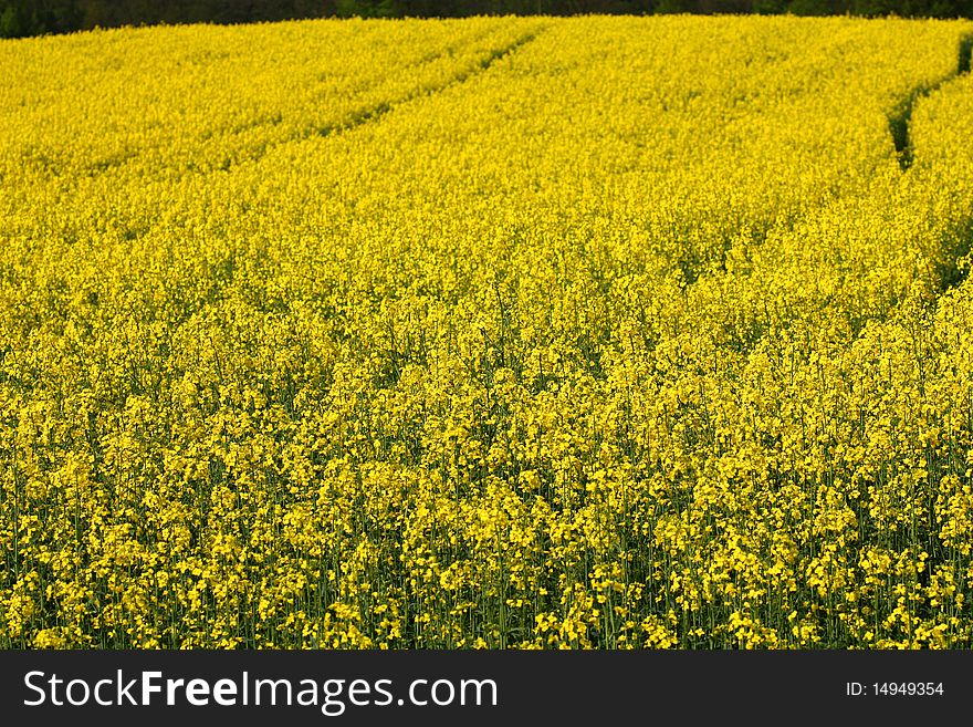 Field of blooming rapeseed (Brassica napus) - oil plant cultivation in may. Field of blooming rapeseed (Brassica napus) - oil plant cultivation in may