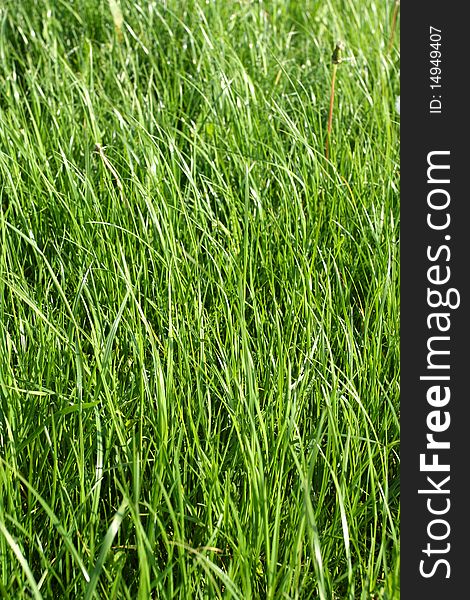 Long green grass backdrop. Vertical view. Long green grass backdrop. Vertical view