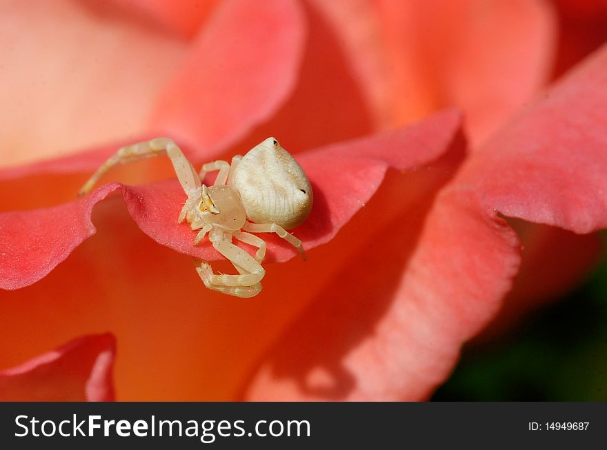 A white spider setting on rose