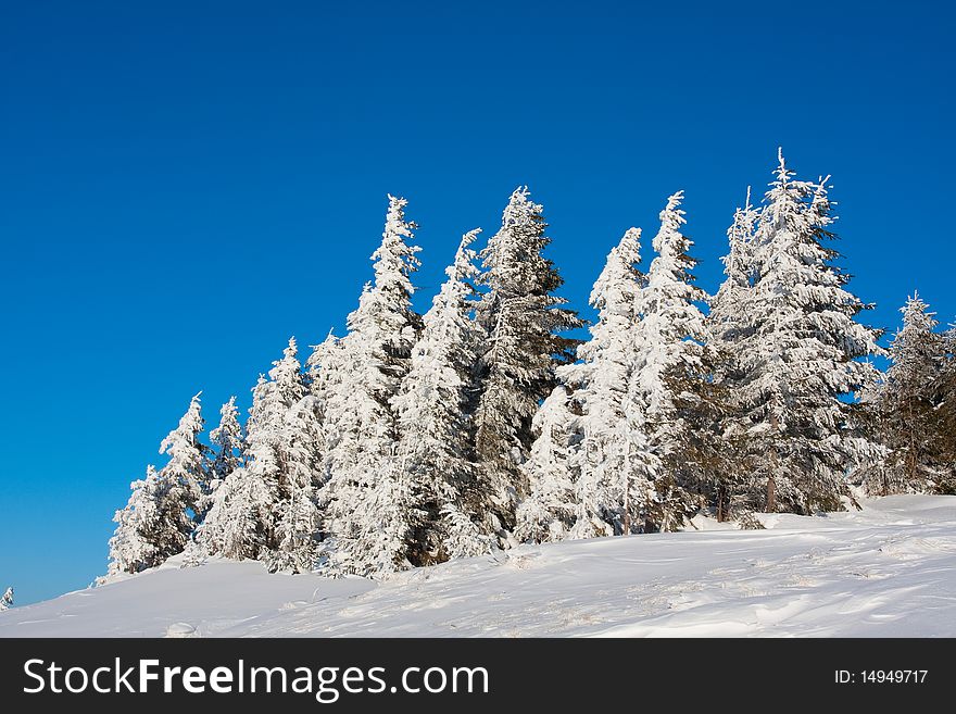 Winter tree in winter in snow daytime