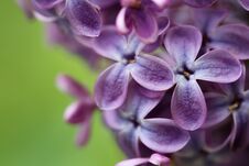 Beautiful Blossoming Lilac Flowers, Closeup. Space For Text Stock Images
