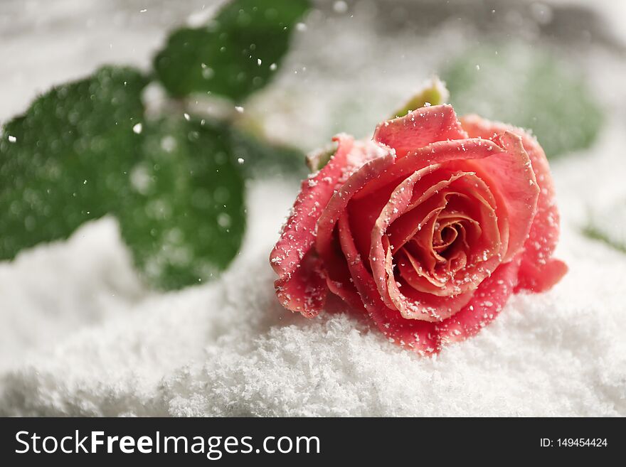 Beautiful rose on snow, space for text
