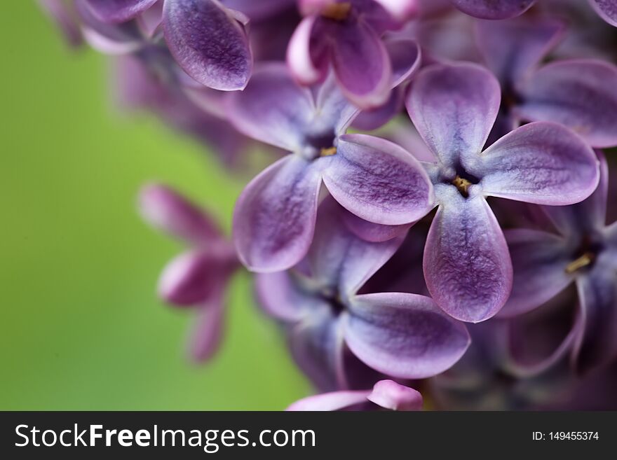 Beautiful Blossoming Lilac Flowers, Closeup. Space For Text