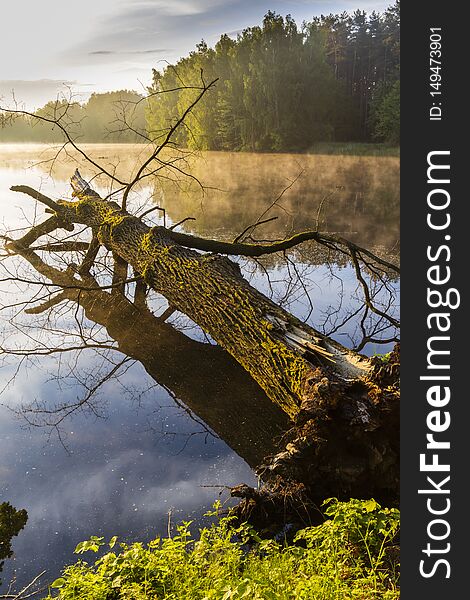 Pond Near Trebon, South Bohemia, Czecg Republic