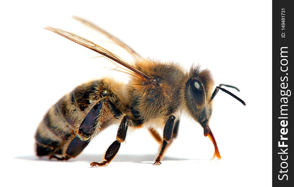 Bee or honeybee or honey bee isolated on the white
