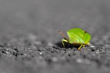 Shield Beetle Royalty Free Stock Photos Shield Beetle Royalty Free Stock Photos