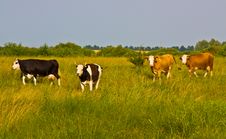 Cows Come From Pasture Royalty Free Stock Images Cows Come From Pasture Royalty Free Stock Images