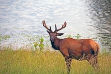 Bull Elk Stock Image Bull Elk Stock Image