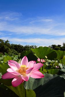 A Pink Lotus Under Blue Sky Royalty Free Stock Image