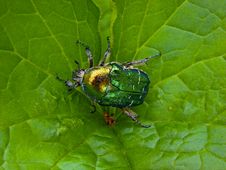 The Flower Chafer On A Leaf Royalty Free Stock Photo The Flower Chafer On A Leaf Royalty Free Stock Photo