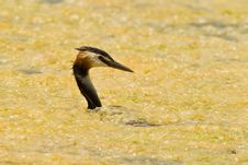 Great Crested Grebe Caught In Yellow Stock Photography Great Crested Grebe Caught In Yellow Stock Photography