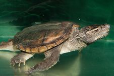 Alligator Snapping Turtle Royalty Free Stock Photo Alligator Snapping Turtle Royalty Free Stock Photo