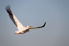 Flying Pelican Royalty Free Stock Photo
