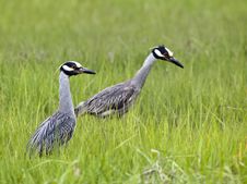Yellow-crowned Night-heron Royalty Free Stock Images Yellow-crowned Night-heron Royalty Free Stock Images
