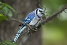 Blue Jay Royalty Free Stock Photography Blue Jay Royalty Free Stock Photography