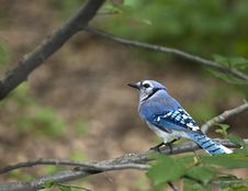 Blue Jay Royalty Free Stock Photo Blue Jay Royalty Free Stock Photo