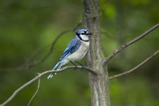 Blue Jay Stock Photos Blue Jay Stock Photos