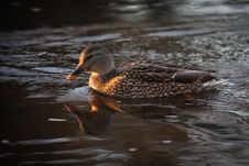 A Female Mallard Duck Stock Image A Female Mallard Duck Stock Image
