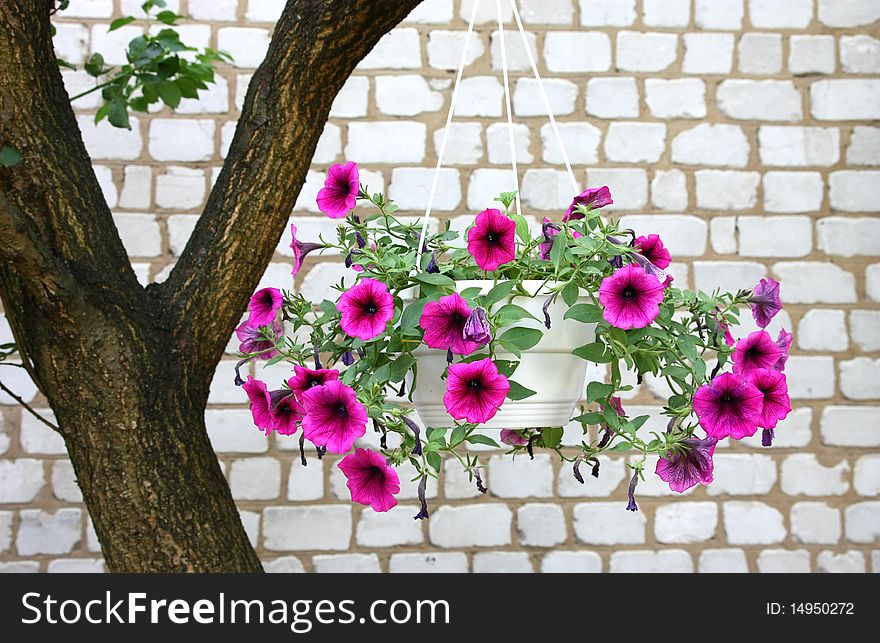 Violet garden flowers on the tree