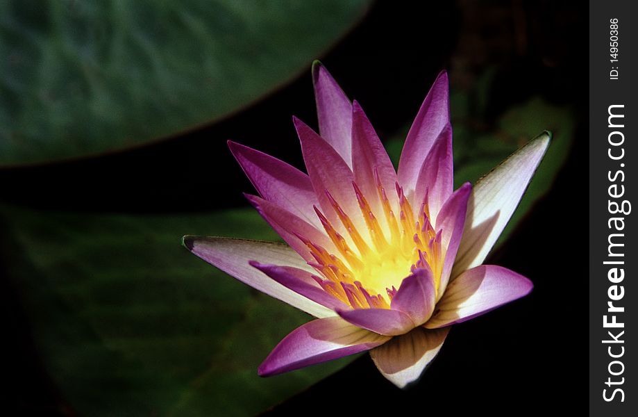 Lotus flower detail with leaf on the background. film grain visble