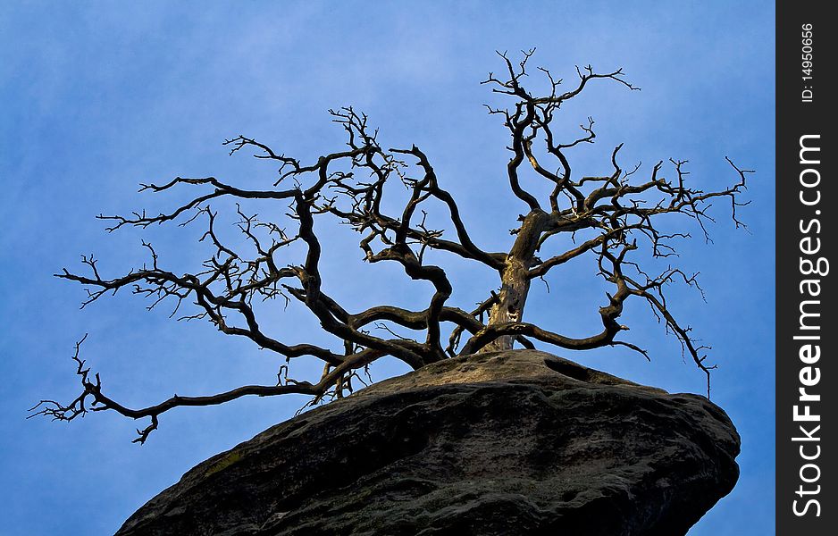 Old Tree On A Rock