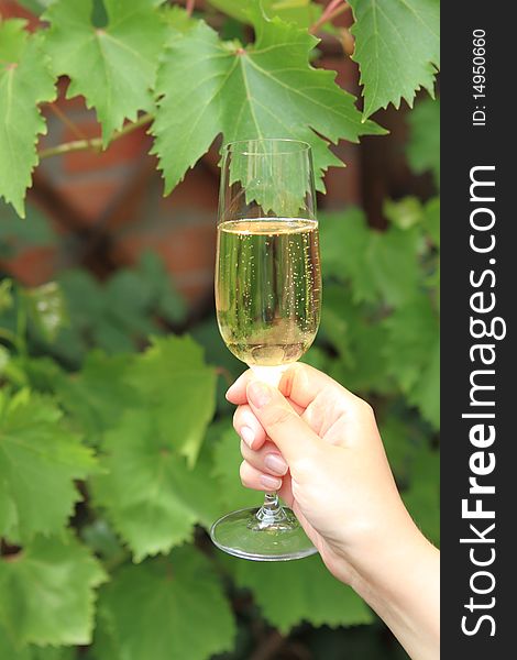 Woman holds glass of the champagne in the garden. Woman holds glass of the champagne in the garden