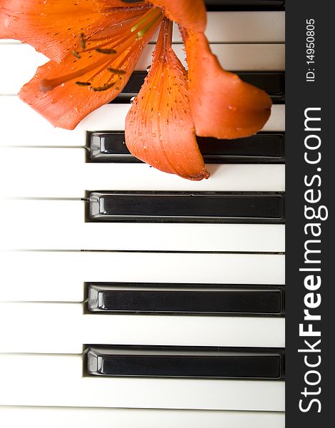 On the piano keyboard is a flower tiger lily. On the piano keyboard is a flower tiger lily
