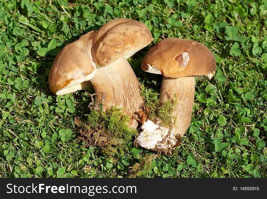 Photo of pore mushrooms on grass.