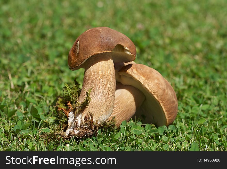 Two pore mushrooms on grass.