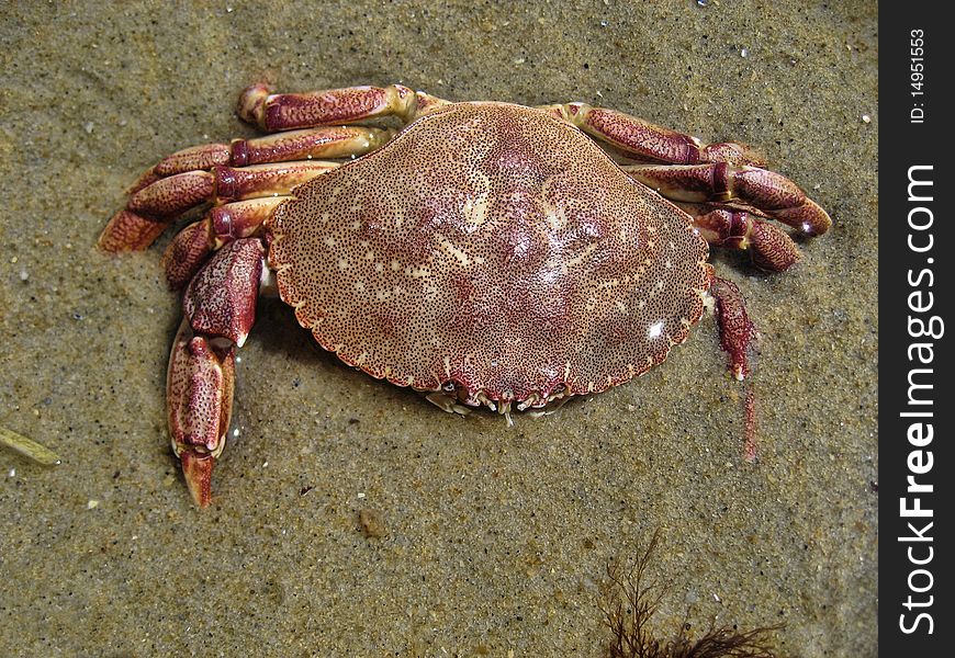 Crab in Aquinnah Beach, Martha's Vineyard